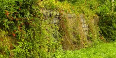 Aide à la plantation de haies bocagères et à la création de talus