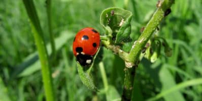 Comment accueillir la biodiversité chez soi ?