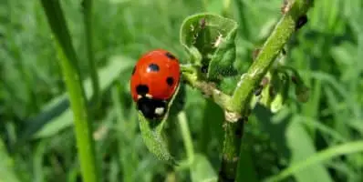 Comment accueillir la biodiversité chez soi ?