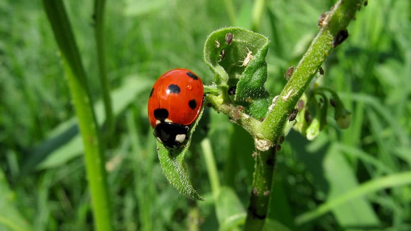 Coccinelle et des pucerons sur une herbe folle - photo Greyson Orlando (commons.wikimedia.org)