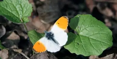 Comment faire perdurer les bienfaits du confinement pour la nature ?