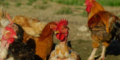 Prévention contre l’influenza aviaire (grippe aviaire)