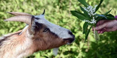 Produits phytosanitaires : ce qu’il faut savoir
