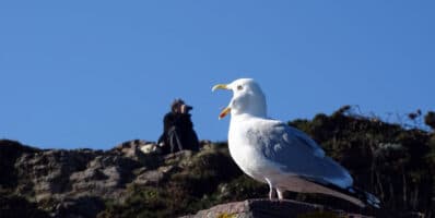 Le site Natura 2000 du Cap d’Erquy – Cap Fréhel est un refuge exceptionnel et précieux pour la biodiversité