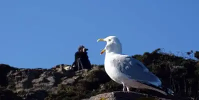 Le site Natura 2000 du Cap d’Erquy – Cap Fréhel est un refuge exceptionnel et précieux pour la biodiversité