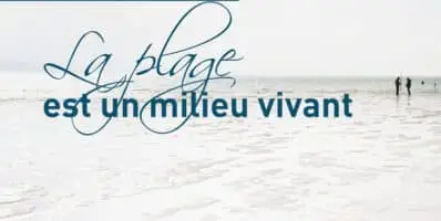 La plage est un milieu vivant