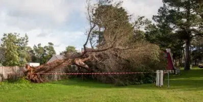 Chutes d’arbres