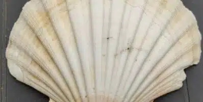 Coquilles Saint-Jacques : de la criée à l’assiette