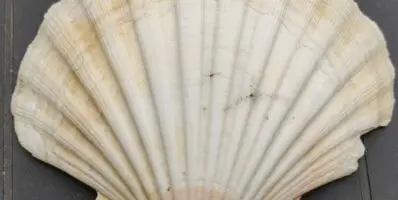 Coquilles Saint-Jacques : de la criée à l’assiette