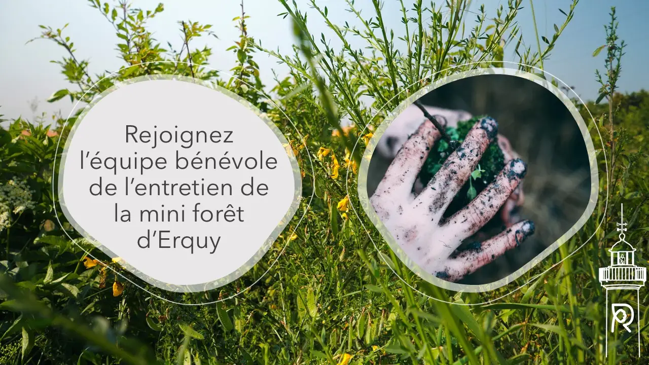 Mini forêt entretien
