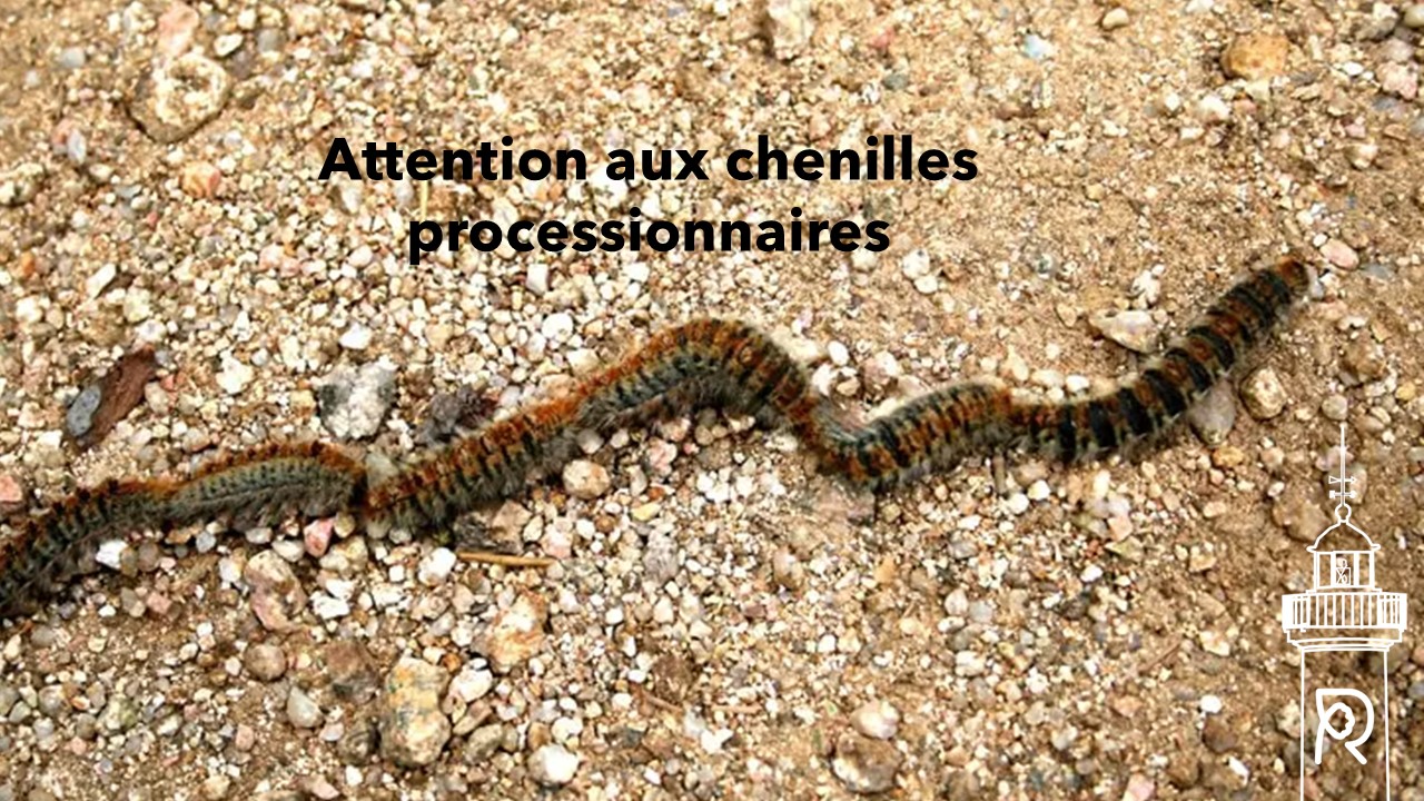 Danger chenilles processionnaires