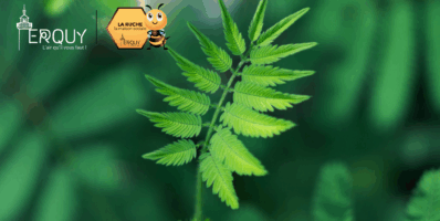 🌱 « Ramène ta graine » – Foire aux plants et aux graines