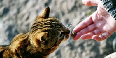Erquy Chat Libre