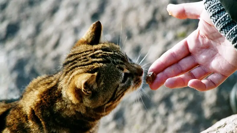 association-erquy-chat-libre