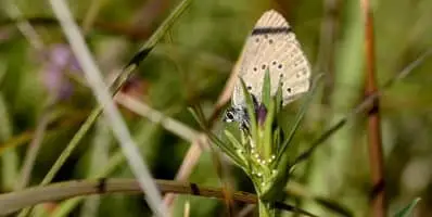 Quand une soucoupe volante vient au secours d’un papillon