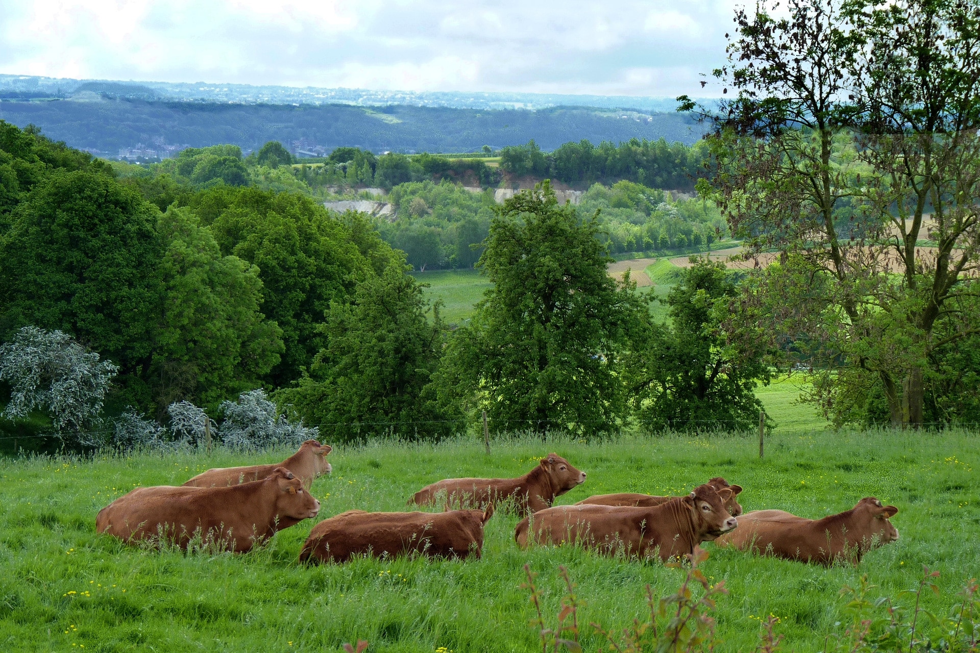oupeye-campagne-depuis-les-hauts-de-froidmont-haccourt-photo-bernard-jacqmin