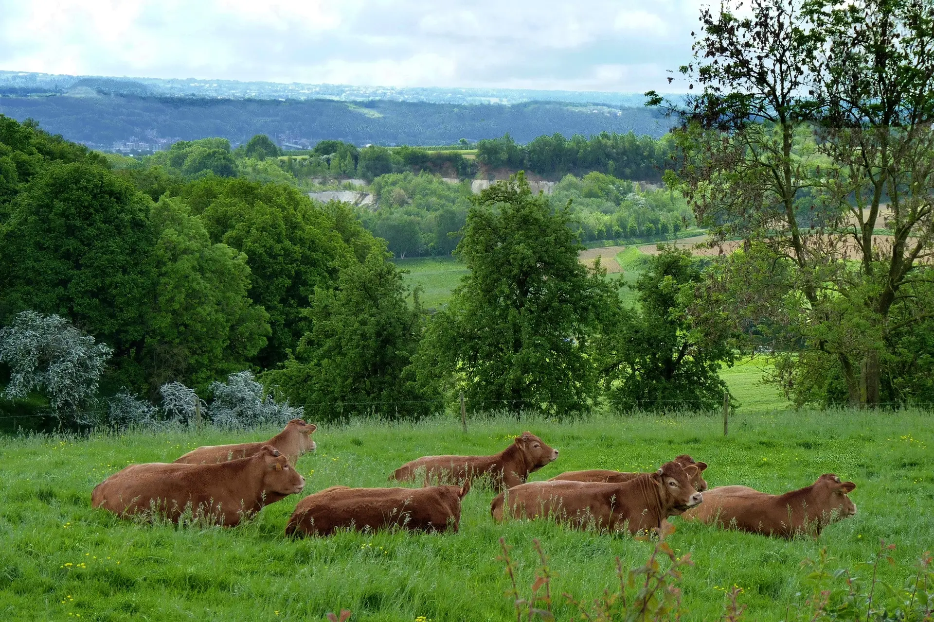 oupeye-campagne-depuis-les-hauts-de-froidmont-haccourt-photo-bernard-jacqmin