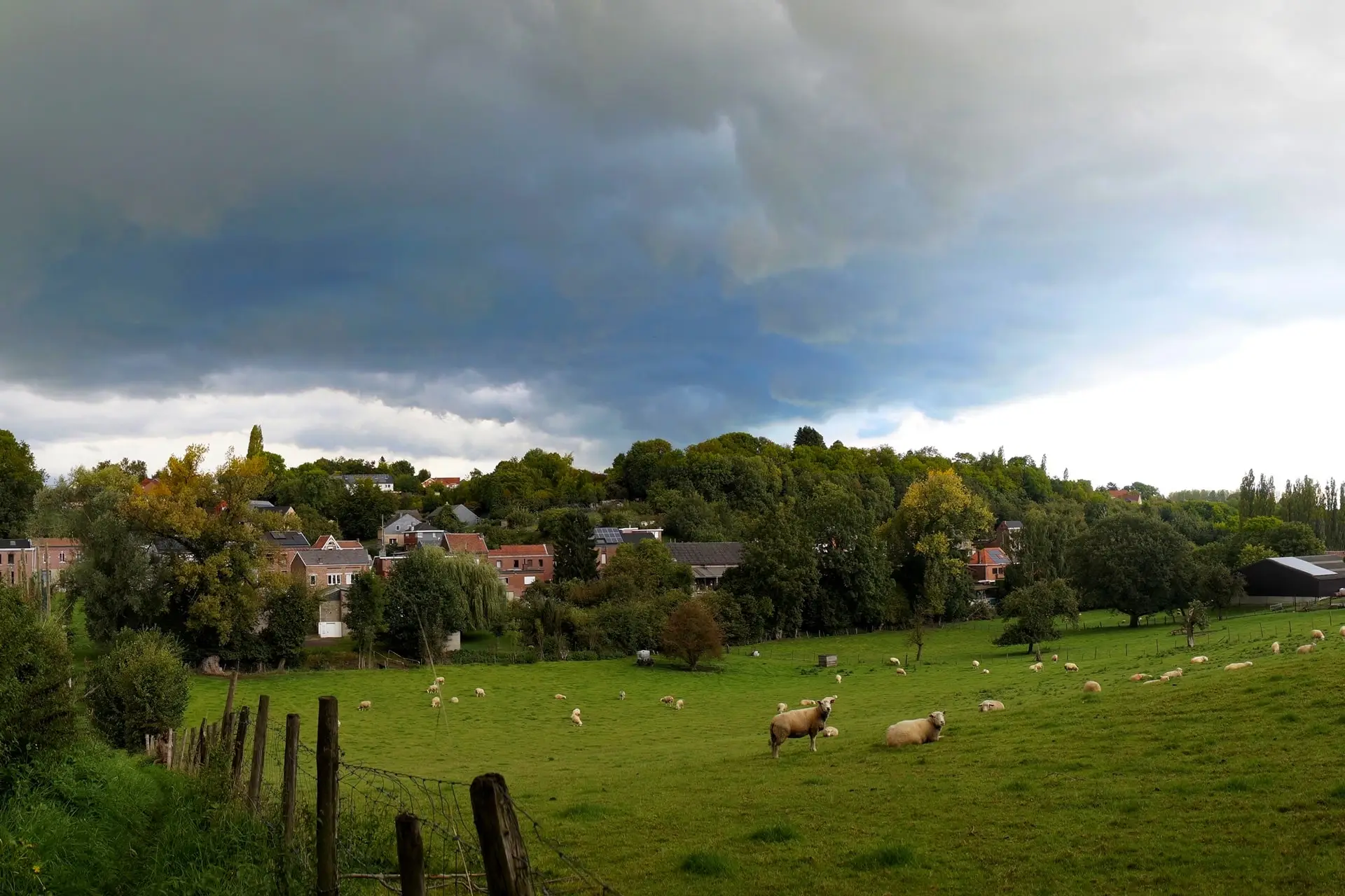 oupeye-elevage-de-moutons-a-heure-le-romain-photo-bernard-jacqmin