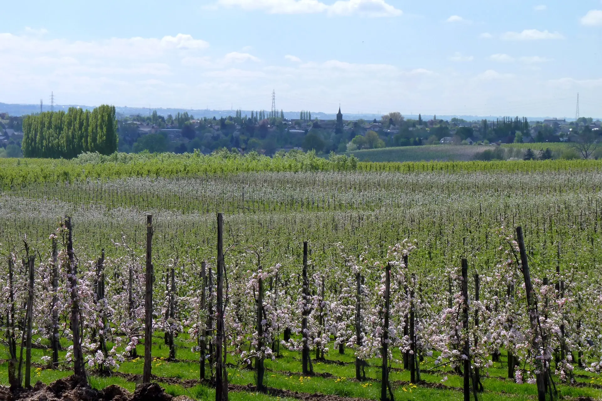 oupeye-fruiticulture-poiriers-a-hermee-photo-bernard-jacqmin