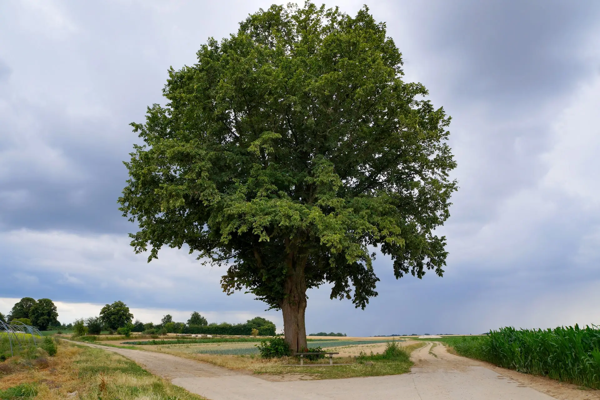 oupeye-l-arbre-patrote-a-houtain-saint-simeon-photo-bernard-jacqmin
