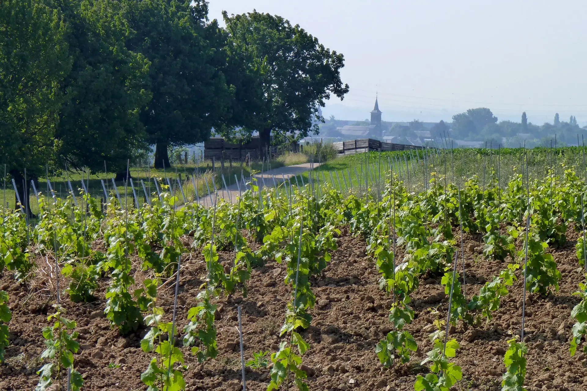 oupeye-le-vignoble-a-heure-le-romain-photo-bernard-jacqmin