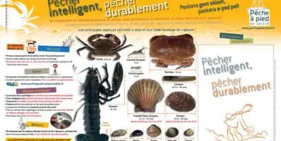 Pêche à pied récréative
